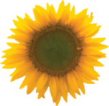 Sonnenblume